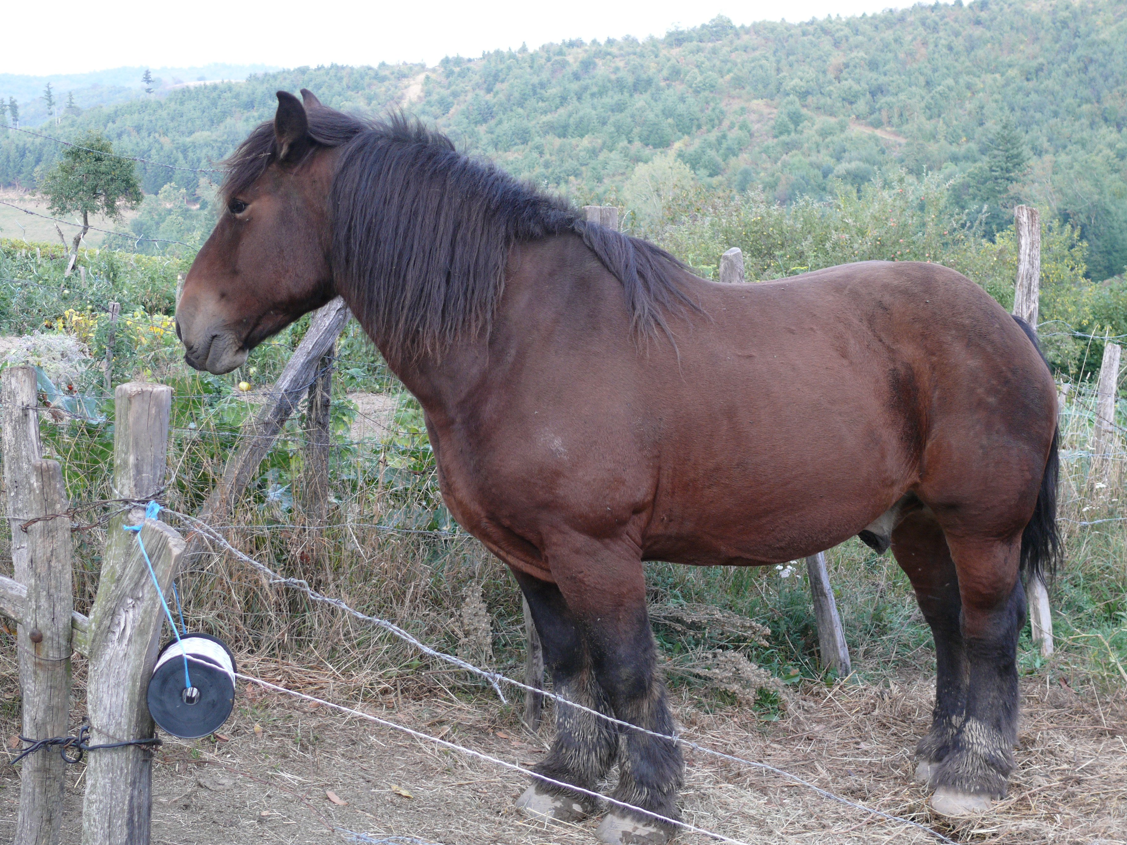 Beaujolais Guignier