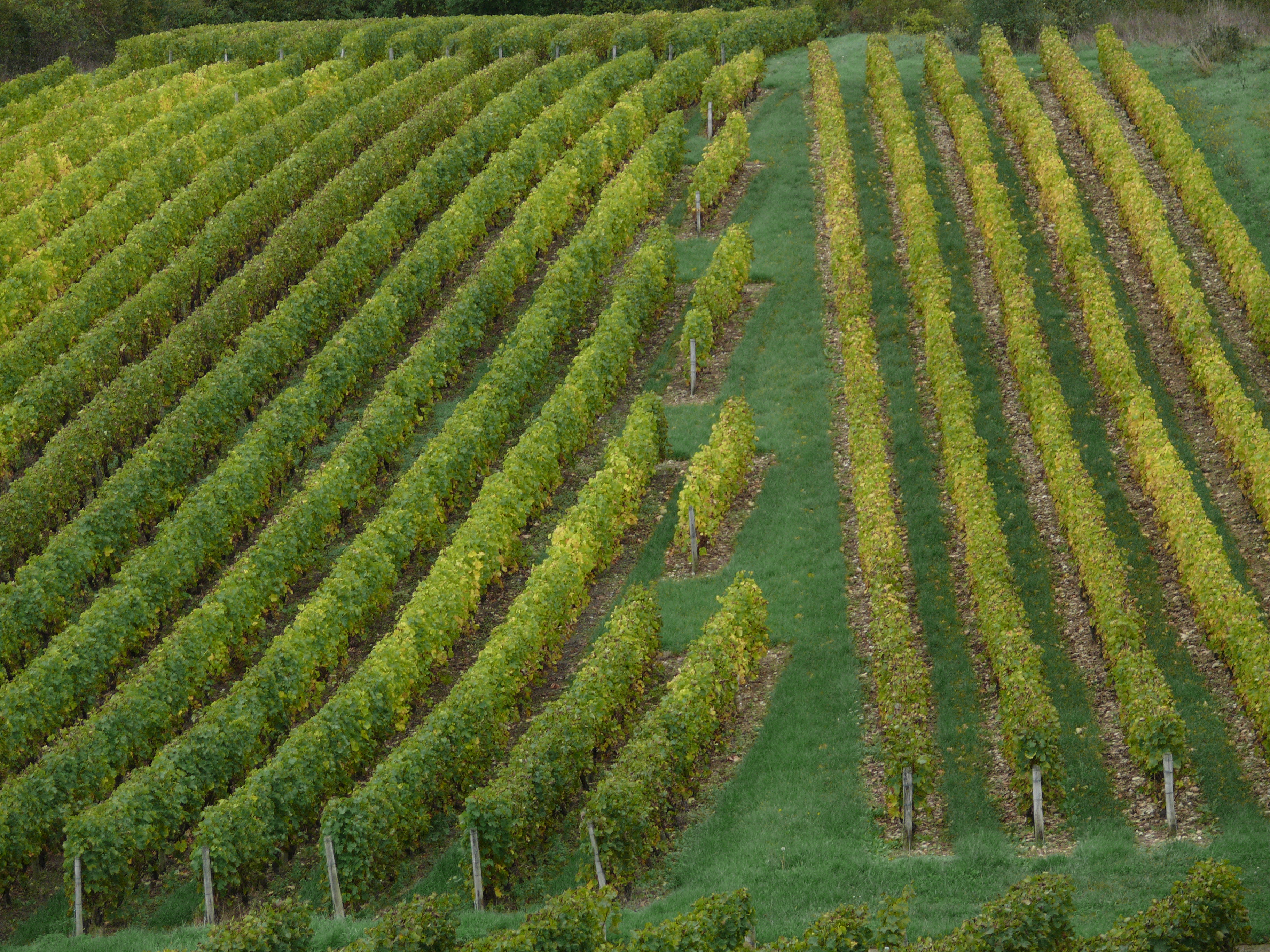 photos de vigne Bonum Vinum