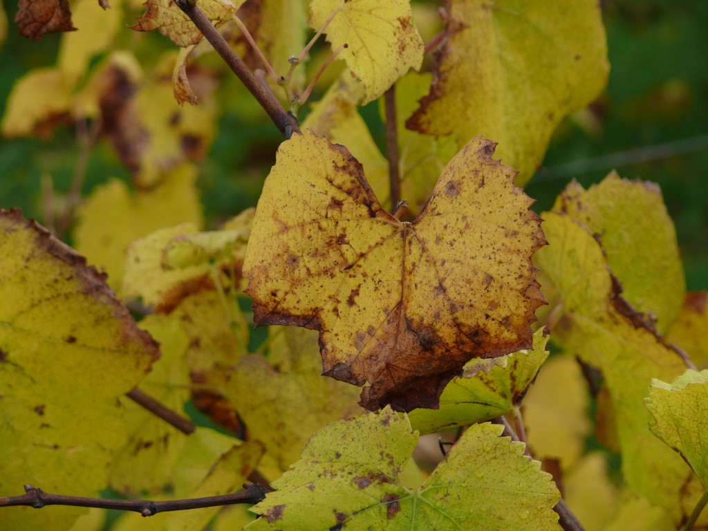 Guy Bossard automne