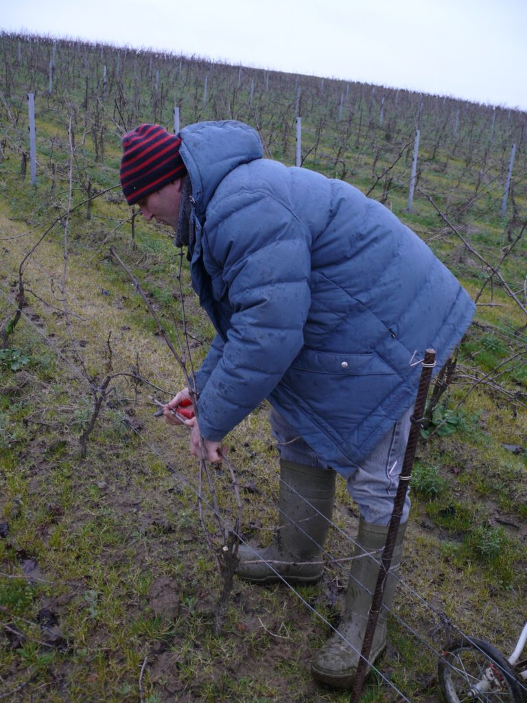 Muscadet Christophe Maillard