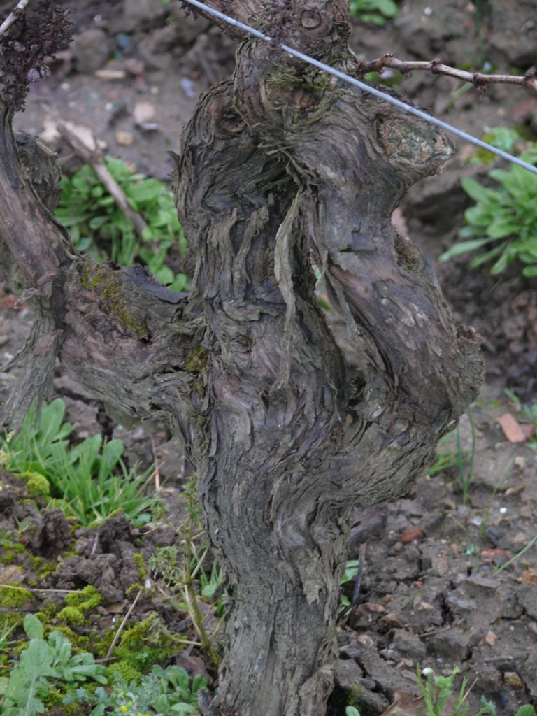 Muscadet Christophe Maillard