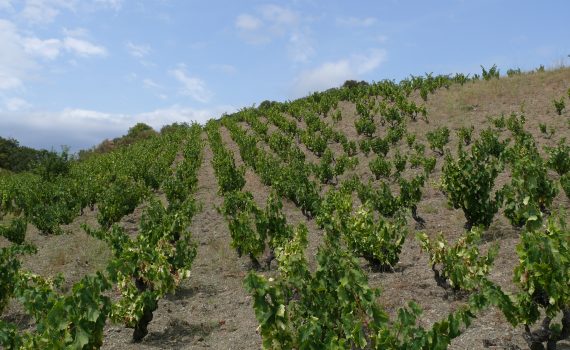 domaine Calimas