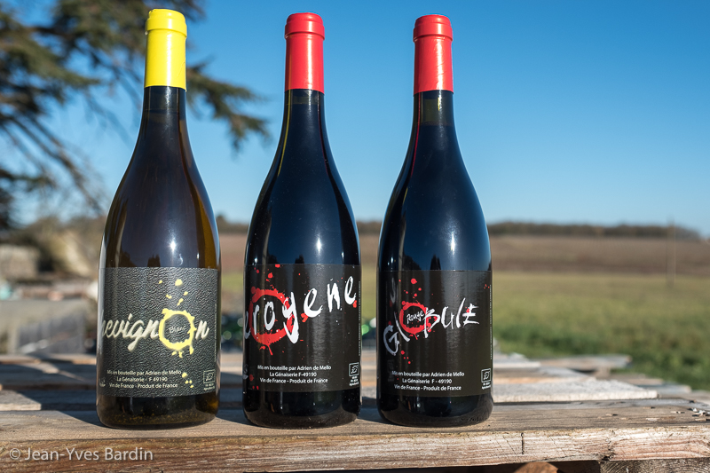 labour des vignes au cheval