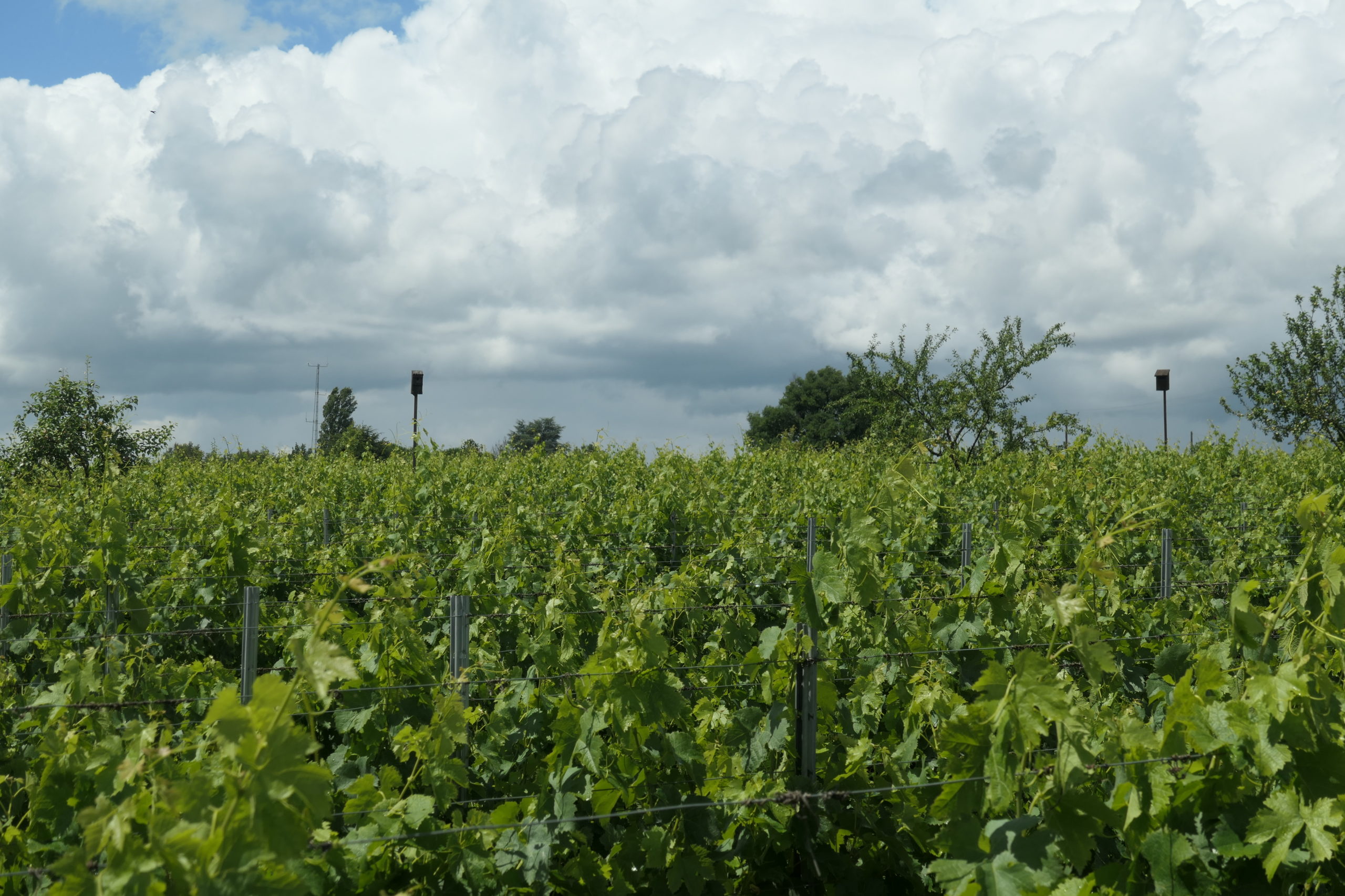 Son Nom De Domaine A été Créé En Avril