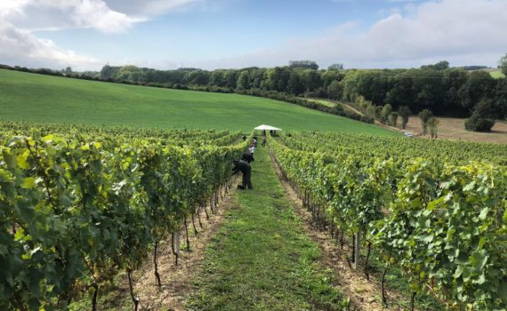 vins du Nord