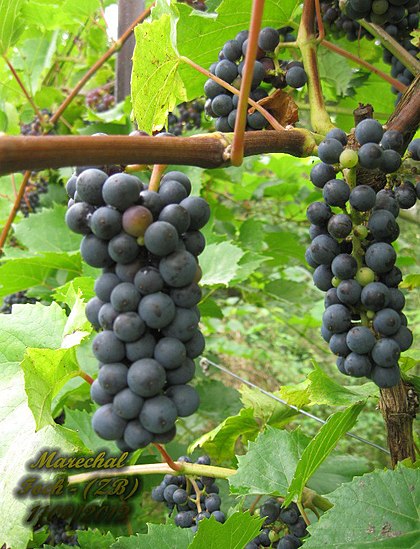 hybrid grapes in USA