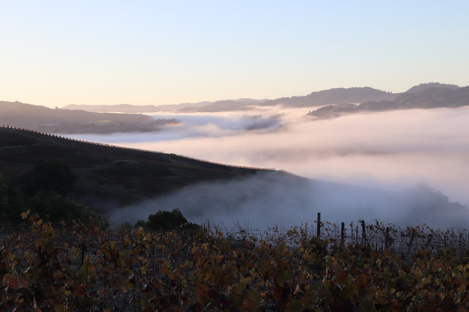 organic wine Sonoma county